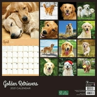 Golden Retrievers 12 x12 fali naptár