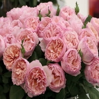 Szakértő kertész 1,5g rózsa hercegnő Charlene de Monaco élő cserjék Full Sun Pink