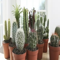 A Costa Farms sivatagi menekülése élőben beltéri 7in. Magas zöld kaktusz; Világos, közvetlen napfényes növény 4in. Termelő edény,
