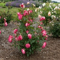 Szakértő kertész 1,5g rózsa cukorka cukornád koktél élő cserjék teljes napsütés bicolor