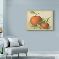 Védjegy Képzőművészet 'Orange Study II' vászon művészet ismeretlen