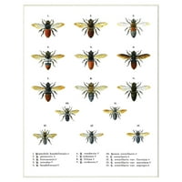 A Stupell Lakberendezés Gyűjtemény Méhek Tudományos Vintage Illusztráció Wall Art