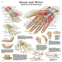 Papír anatómiai diagramok-kéz és csukló-mindegyik